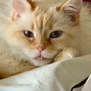 Meet your Posher, Heidi